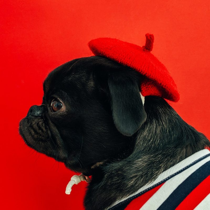 learn french slang