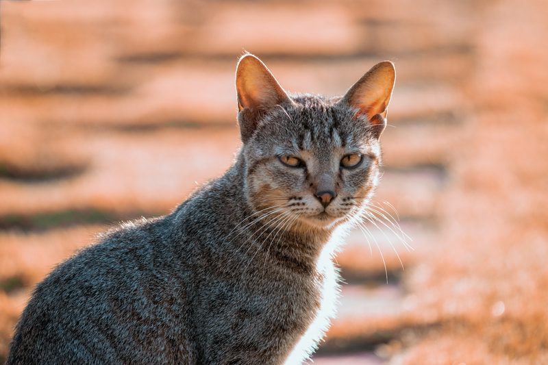 29 Sarcastic Idioms and Phrases to Help You Sound Like a Native