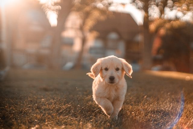 15 Spanish Dog Commands: How To Make Friends With Dogs (And Their Owners)